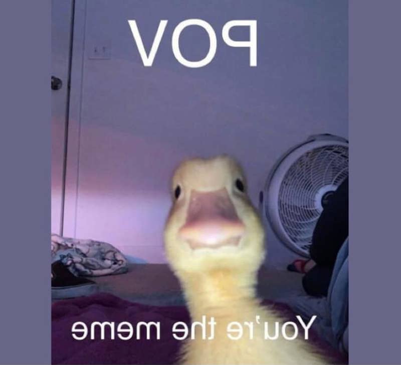 yourethememe